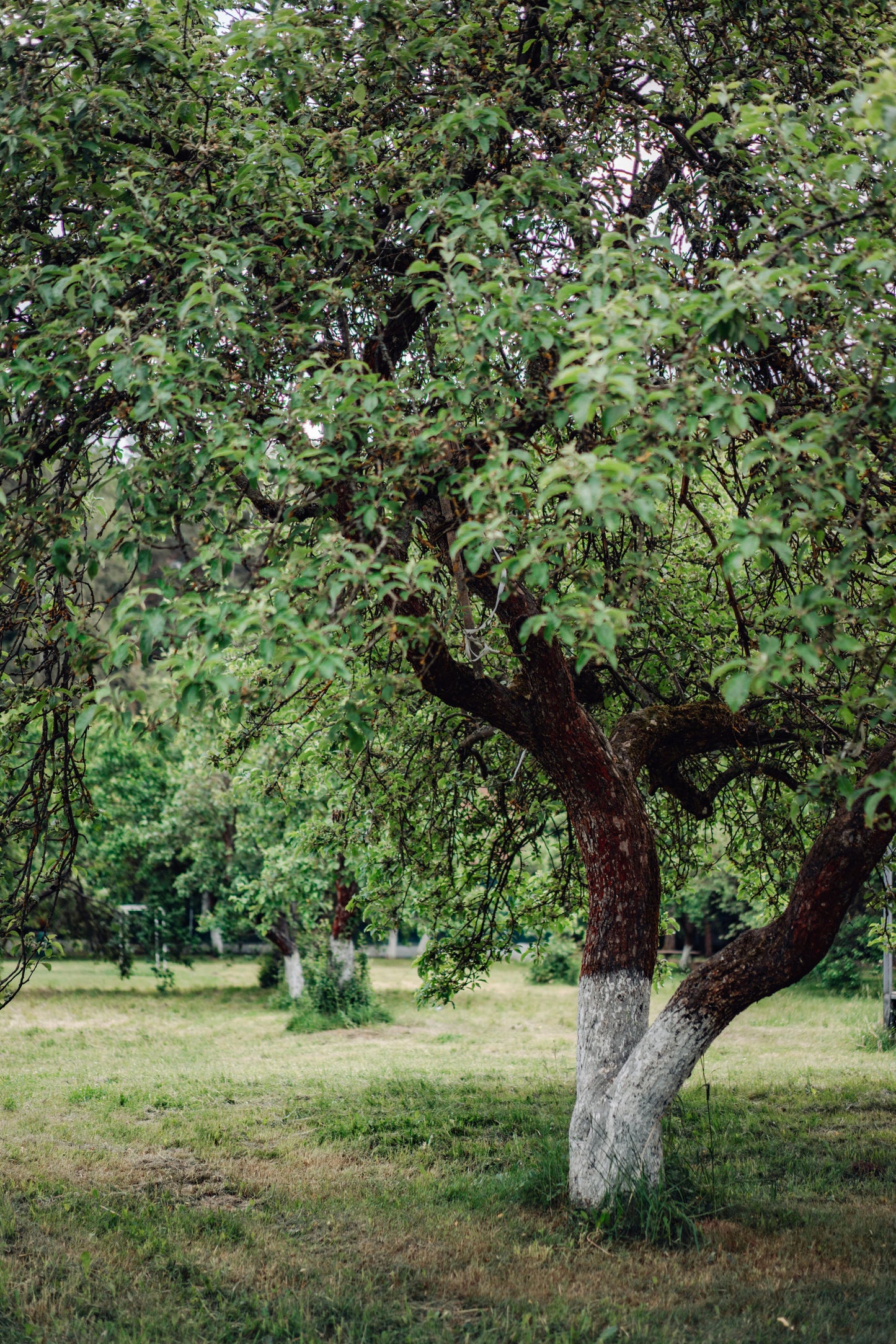 Special order tree