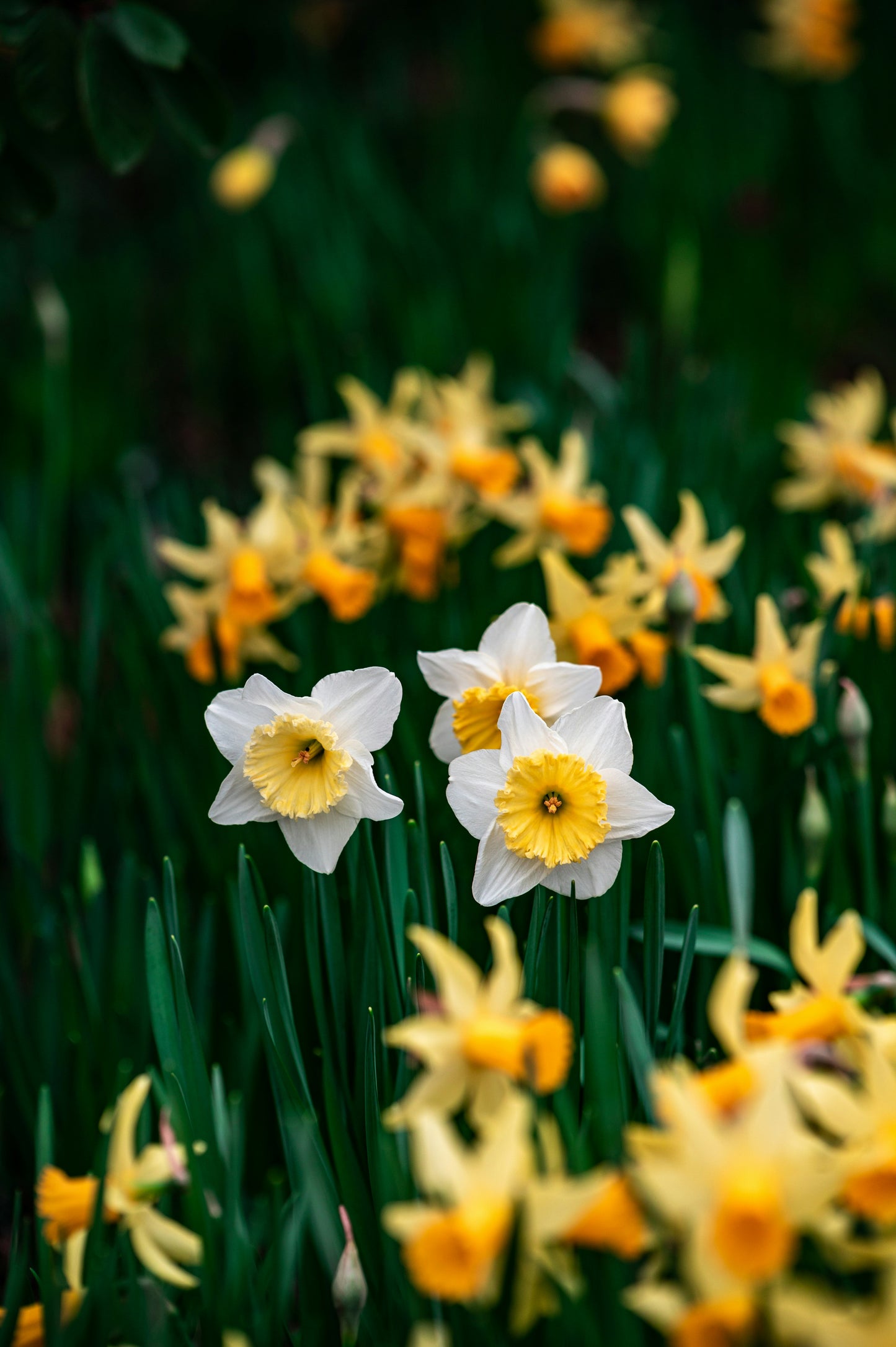 Daffodils