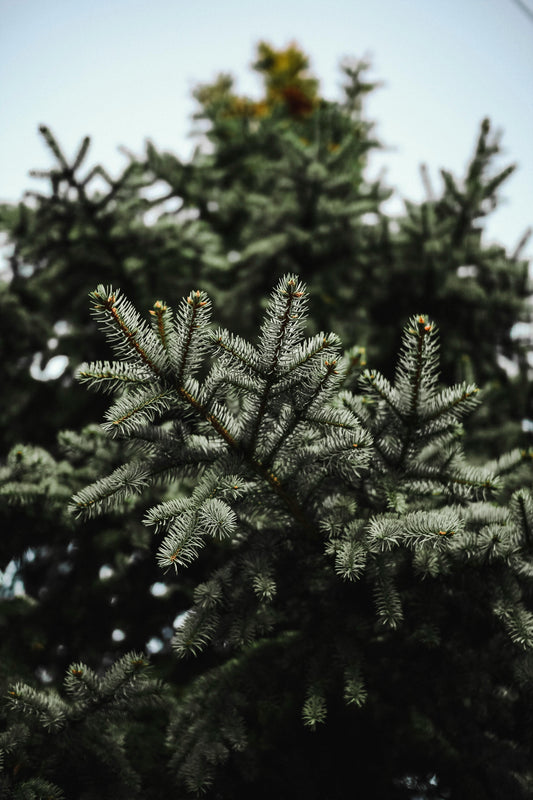 Pine tree