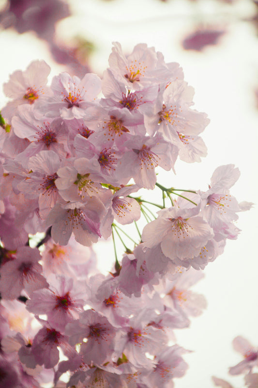 Cherry Tree